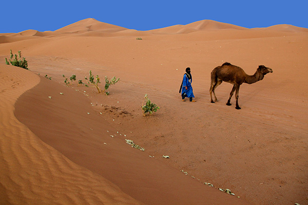 A’arib nomad guide, Hassan Kachti, proud owner of three camels, leads one of his camels out to graze in the Chegaga dunes in the Sahara desert in Morocco. Sometimes he will have to walk as far as 20 km to find his camels at the end of the day. “That’s not far for us,” says Kachtii.