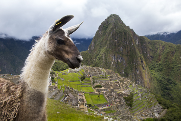 One of the many resident llamas is photographed at Machu Pichu, a UNESCO World Heritage Site and the most visited tourist destination in all of South America. Seemingly oblivious to the tourists trying to snap selfies with them, they wander about, occasionally stopping to take in the view between bites of lush Andean grass which they keep at a perfect length.  