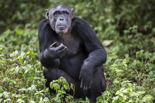 Female chimp, Ndyakira, was confiscated as an infant from illegal wildlife traders in Uganda. She had been sent first to Russia and then to Uganda where the dealers were intercepted and she was found malnourished and traumatized. After some time at the sanctuary, she happily integrated into the group and loves being in the trees while in the forest.