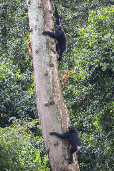 Female chimps Surprise (above) and Mini (below) climb a tree at Ngamba Island Chimpanzee Sanctuary. Incidentally, Surprise was unexpectedly born in the sanctuary despite the fact that all female chimps are on contraception to prevent them from conceiving because pace and resources are limited. As with humans, contraception is not 100%.