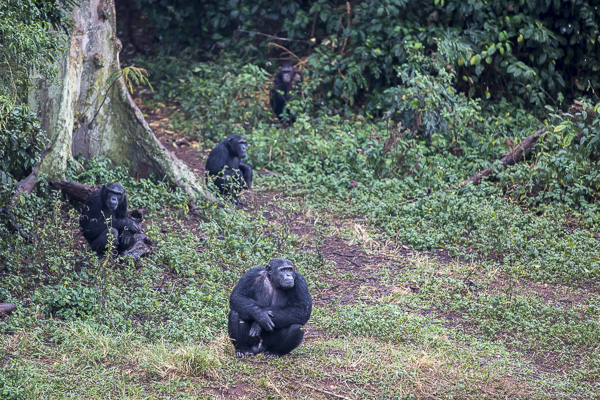 A few of the sanctuary's 48 chimpanzees hangs out at the forest's edge.