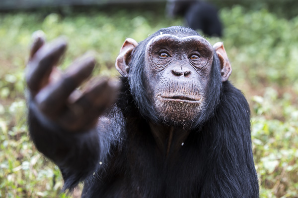 Female chimp, Medina, reaches out a hand requesting food. The hand reaching gesture among chimps is also used to beg for support from a friend or as a reconciliatory gesture after fights.