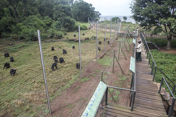 Care givers feed chimpanzees at the Ngamba Island Chimpanzee Sanctuary. While the chimps forage for food in the forest during the day, their food is also supplemented by the sanctuary's staff since the island's natural resources are not enough to feed such a large population of chimps.  