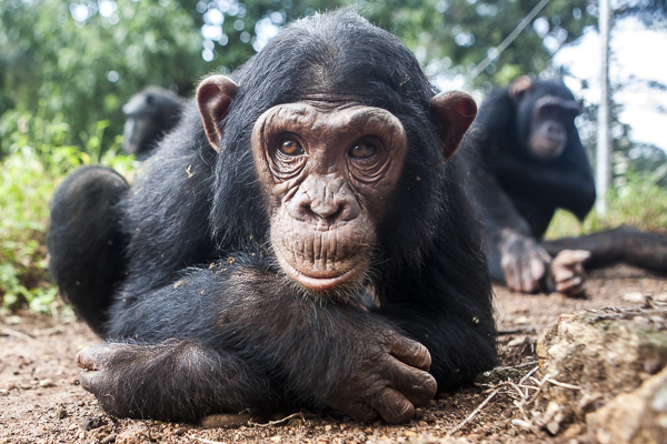 Six year-old chimp, Sara, stares at the reflection of herself in my camera's lens. Sara was the island's youngest chimp until the recent unexpected birth of an infant on March 27th of this year. She was confiscated from a trader in Southern Sudan and at the time of her arrival, was in a bad condition. She has since become one of the sweetest and most beloved chimps on the island and is very expressive and playful--very much like a human child.