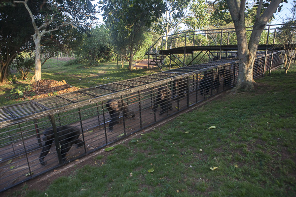  Chimpanzees voluntarily file into their enclosure through a corridor after spending the day in the forest to eat their evening meal and sleep in enclosures where they use straw to make a bed on their own personal hammocks. 