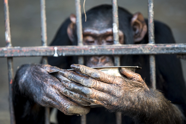 Female chimp, Medina, eats her evening meal of porridge in one of the chimp enclosures at the end of the day. I found myself completely fascinated with chimpanzee hands which are so much like our own.