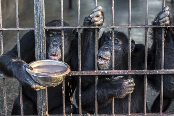 Chimps enjoy their evening meal of porridge in one of the enclosures at the end of the day. While the chimps forage for food all day in the forest, their food is supplemented with fruit and vegetables at the sanctuary's feeding station during the day and they voluntarily come into their enclosures in the evening for dinner and sleep
