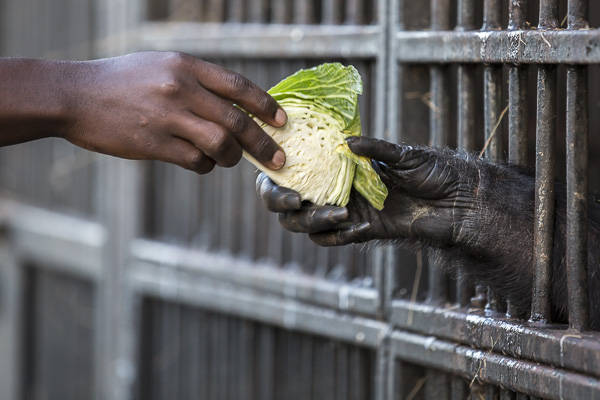 A chimpanzee reaches to take some cabbage from one of the care takers at the end of the day after returning from the forest. Because chimps can be very aggressive, the sanctuary's safety precautions include bars on the enclosures and a fence between the forest and the human camp.