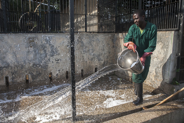 Caretaker, Joseph Masereka, washes the outside of the chimp enclosures after the chimps have left for the forest for the day.