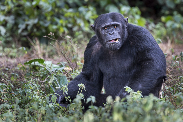 Male chimp, Kalema, is photographed at the edge of the island's forest.  Kalema is a happy and playful chimp. Athough he is one of the bigger chimps, he doesn’t enjoy the rough and tumble play of the older males. He can be quite shy and is often seen sitting and observing the activity around him from a distance. 