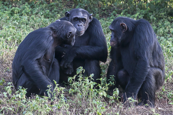 A small group of chimps communicate with each other at the forest's edge on Ngamba Island. While chimps don't use language per se, they communicate with one another through a complex system of vocalizations, facial expressions, body postures and gestures.