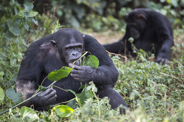 Kalema eats the leaves off a plant at the sanctuary. Like humans, eat a variety of vegetables, leaves, fruit and animal protein. As Jane Goodall discovered during her well-known study of chimps in the 1960's, chimps use tools such as stones to crack nuts, twigs to probe for honey or ants and even spears to hunt small animals!