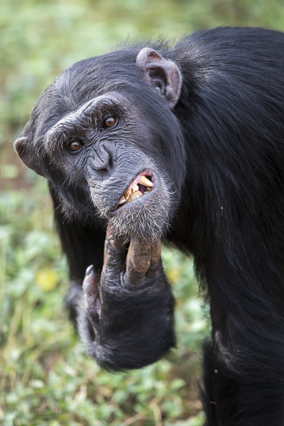 Male chimp, Rambo, scratches his chin. Chimp gestures and facial expressions are, unsurprisingly, so similar to humans'.