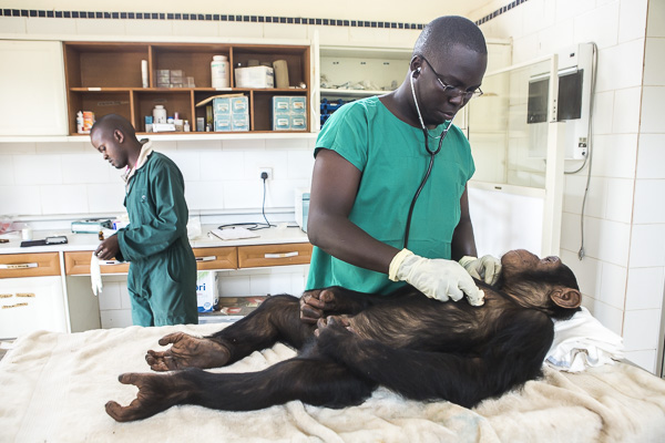 Ngamba's veterinarian, Dr Joshua Rukundo, examines female infant, Sara, after care givers noticed she had pox in her mouth that needed to be treated. 