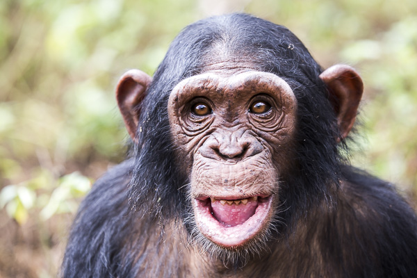 Six year-old Sara, is photographed with her mouth slightly open which is how care givers very noticed the pox in her mouth. Sara was the island's youngest chimp until the recent unexpected birth of an infant on March 27th of this year. She was confiscated from a trader in Southern Sudan and at the time of her arrival, was in a bad condition. She has since become one of the sweetest and most beloved chimps on the island and is very expressive and playful. 