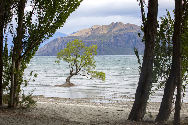 I was so struck by this unusual little lonesome tree growing quite unexpectedly out of Lake Wanaka. 