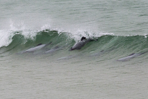 At Curio Bay—known to be a nursery for young dolphins—we watched these playful marine mammals surf waves and spring out of the water with seeming limitless enthusiasm. 