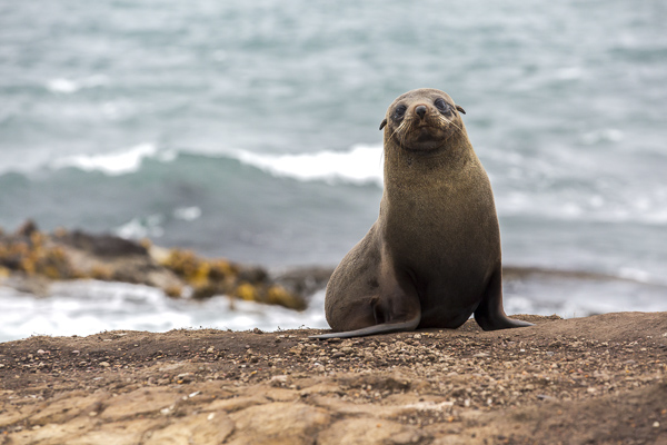 A bleary-eyed fur seal poses on a cliffside at Katika Point on New Zealand's wildlife-rich east coast.