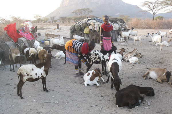 I thought this image, shot by Mampayun Lemartili, beautifully captured a slice of village life and the centrality of livestock in Samburu culture.