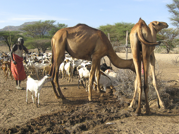 Another of Generica Lesuper's images captures the quiet morning route of watering camels in her village.