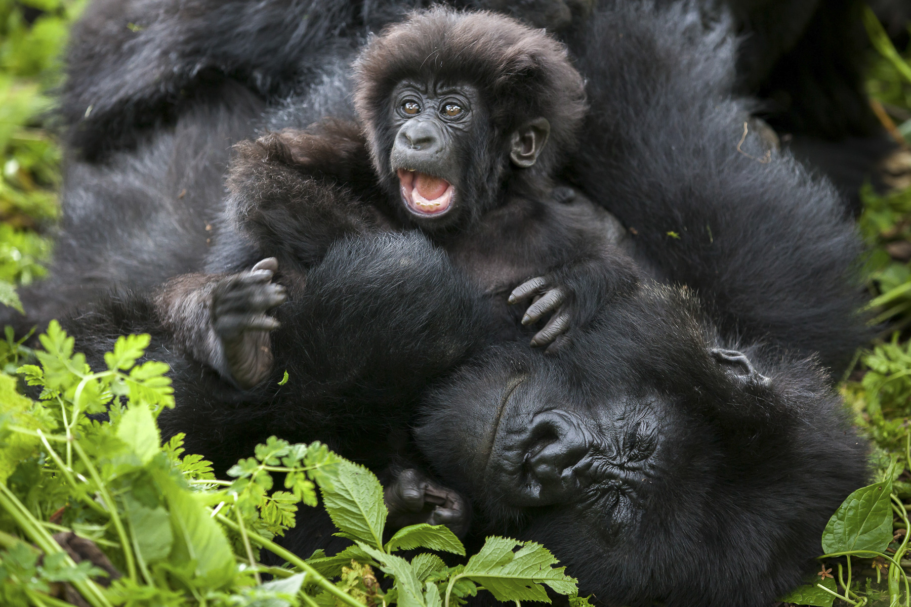 Mountain Gorillas
