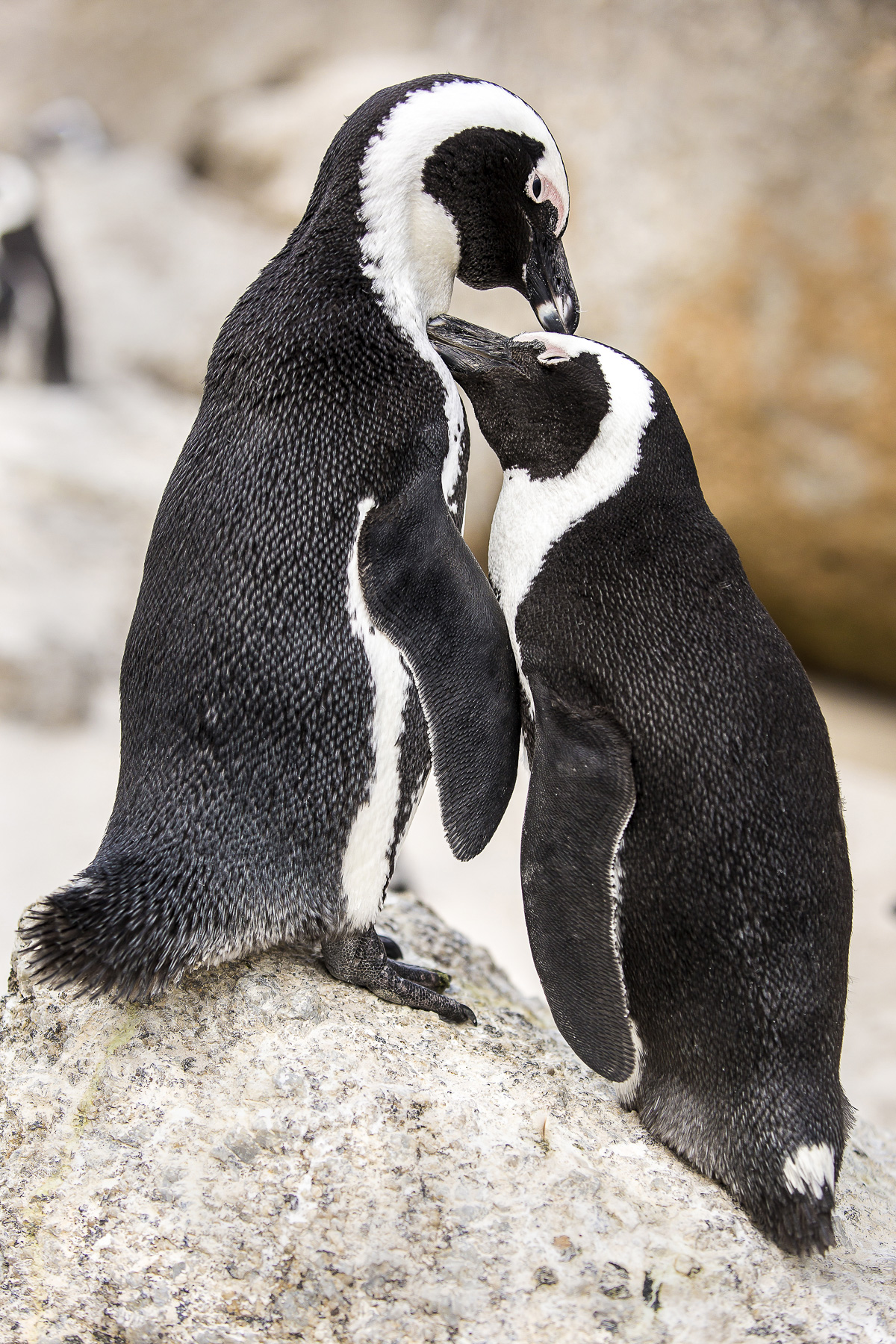 Wildlife_Not_Socially_Distancing-005