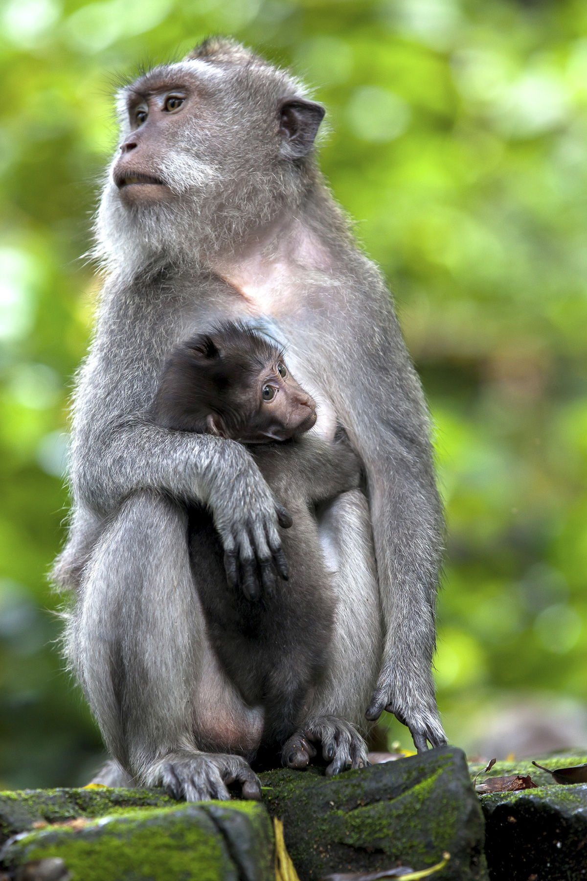 Macaques