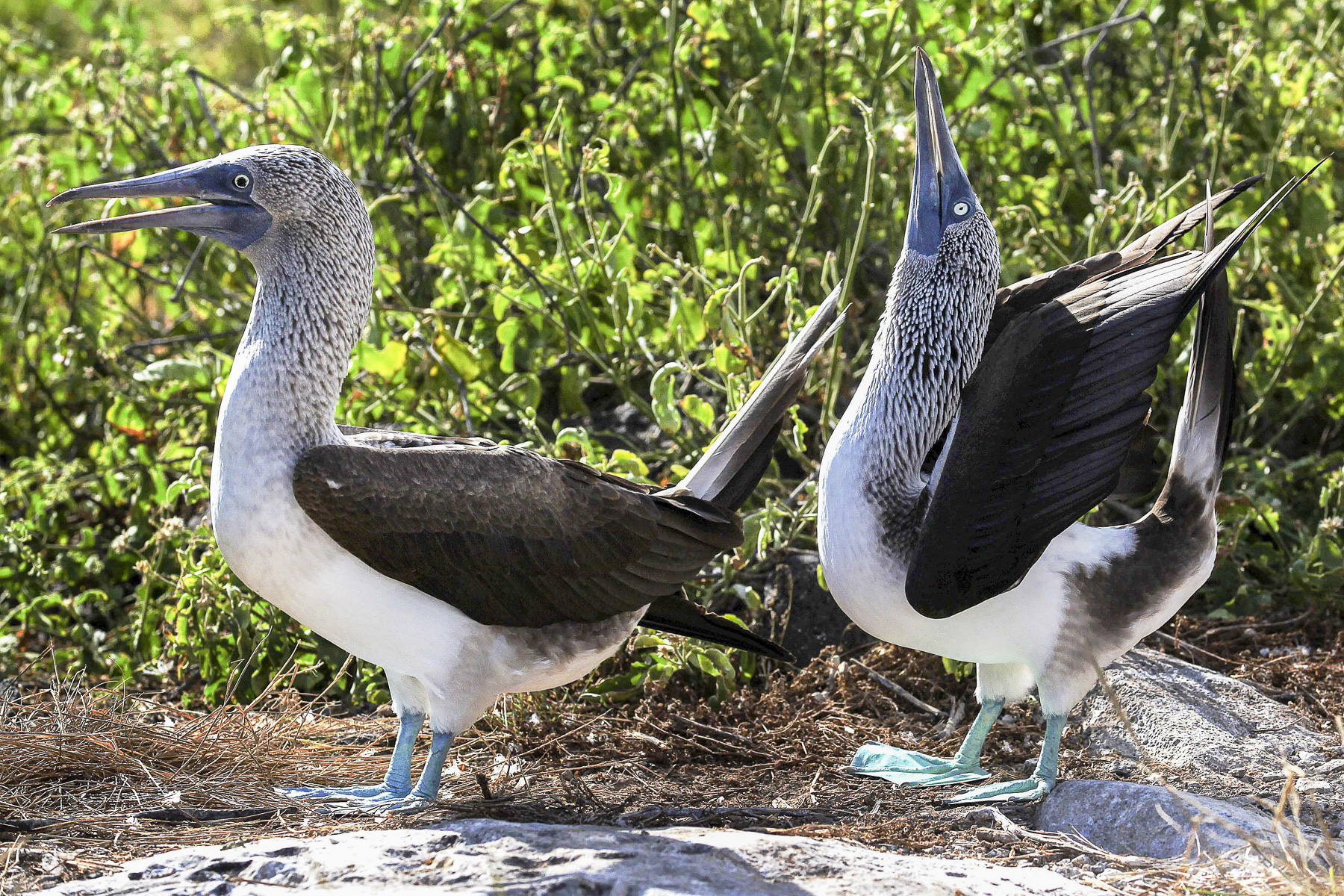 Galapagos Islands Wildlife