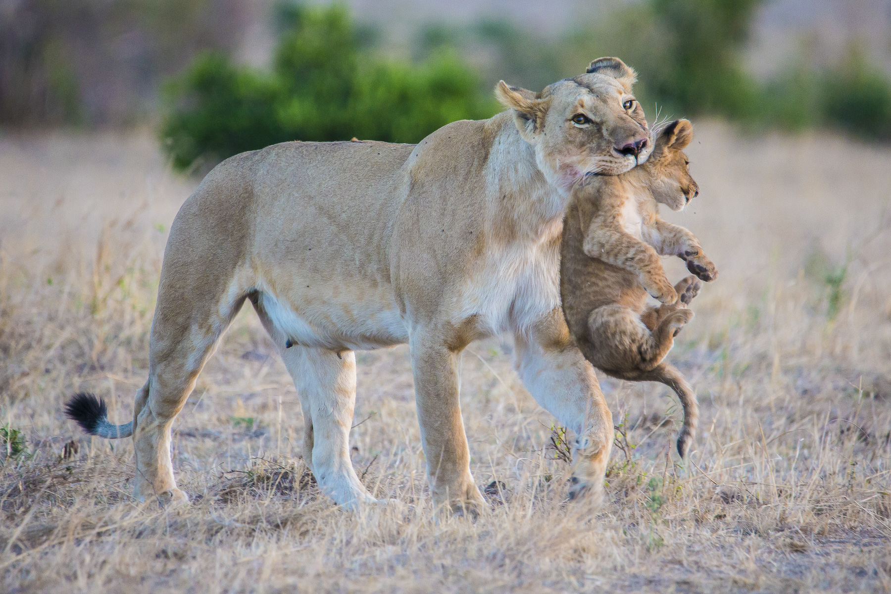 Wildlife_Not_Socially_Distancing-014