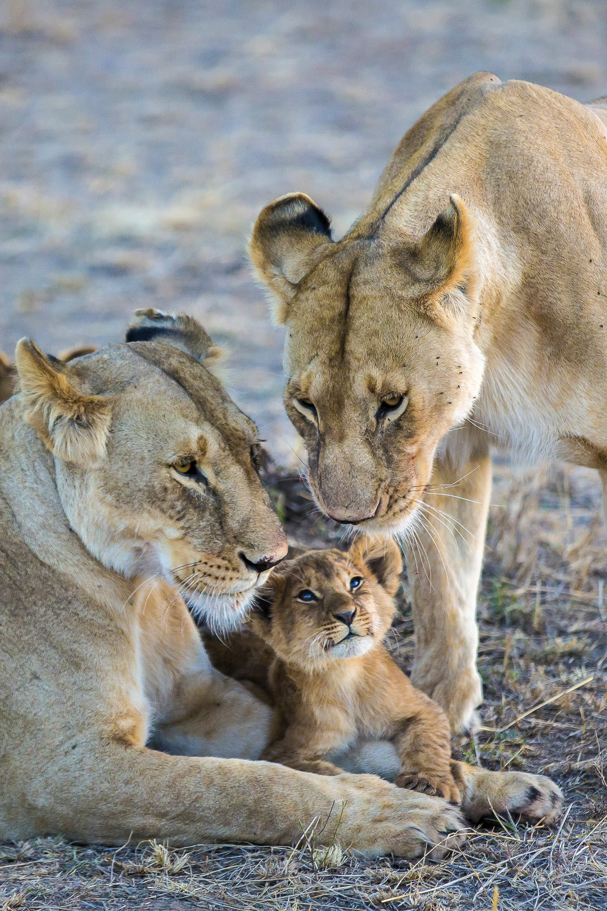 Two lionesses and a cub in the Masai Mara.